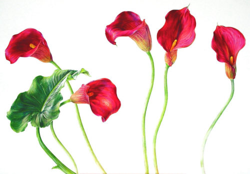 Illustration de fleurs rouges par Rosie Sanders