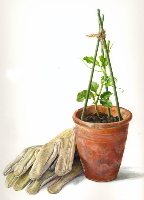 Illustration de pot de fleur par Rosie Sanders