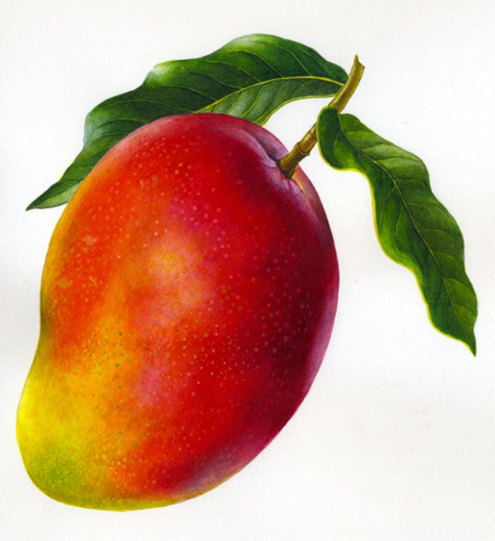 ロージー・サンダースによるマンゴーのイラスト