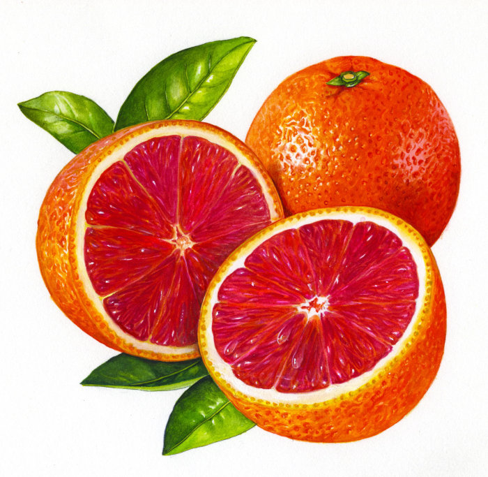 Blood oranges illustration by Rosie Sanders