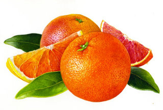 Ilustración de naranjas de Rosie Sanders