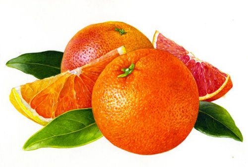 Ilustração das laranjas por Rosie Sanders