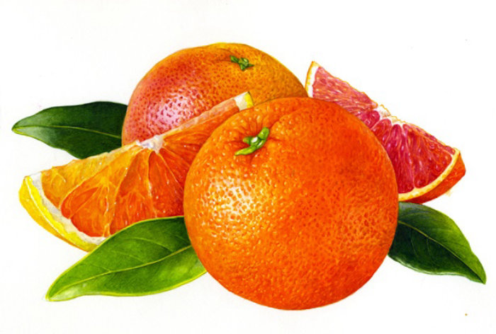 Oranges illustration by Rosie Sanders