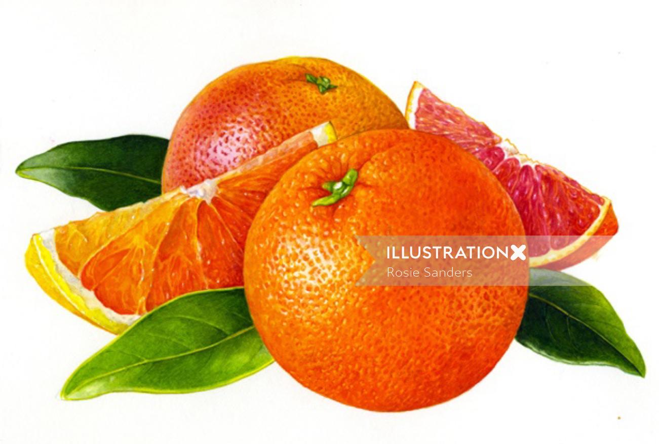 Ilustración de naranjas por Rosie Sanders