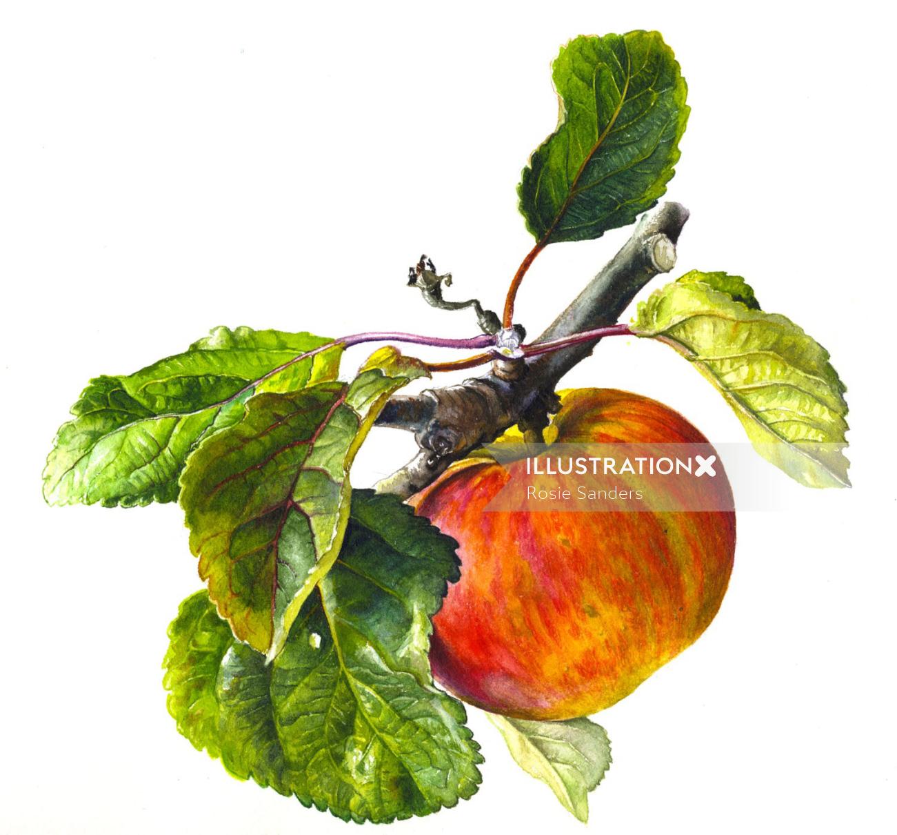 Ilustración de manzana por Rosie Sanders