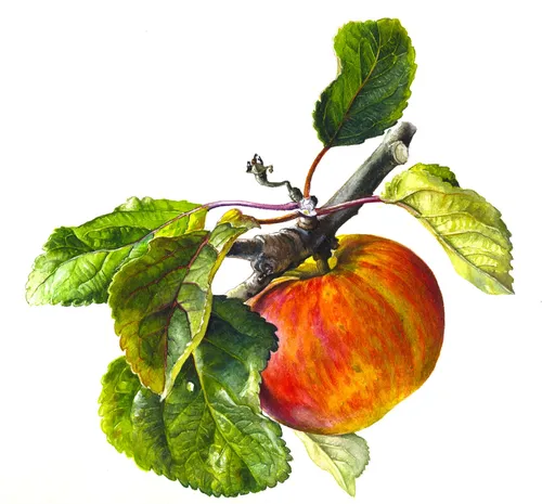 Apple illustration by Rosie Sanders