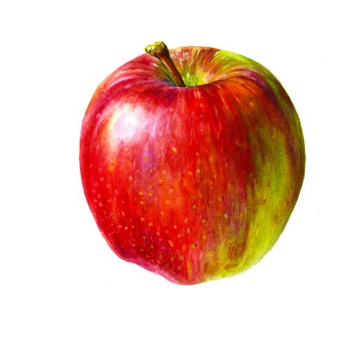 Apple illustration by Rosie Sanders
