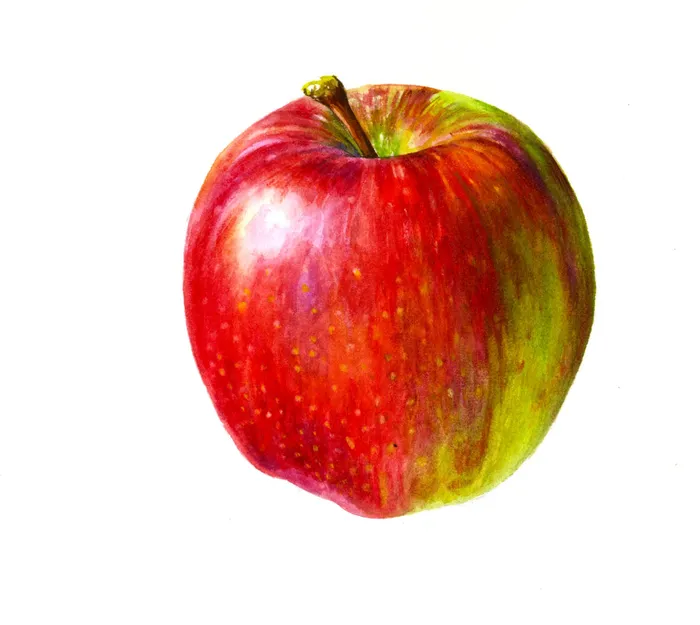 Apple illustration by Rosie Sanders