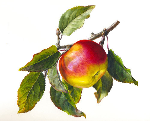 苹果与叶子插图由罗茜·桑德斯（Rosie Sanders）