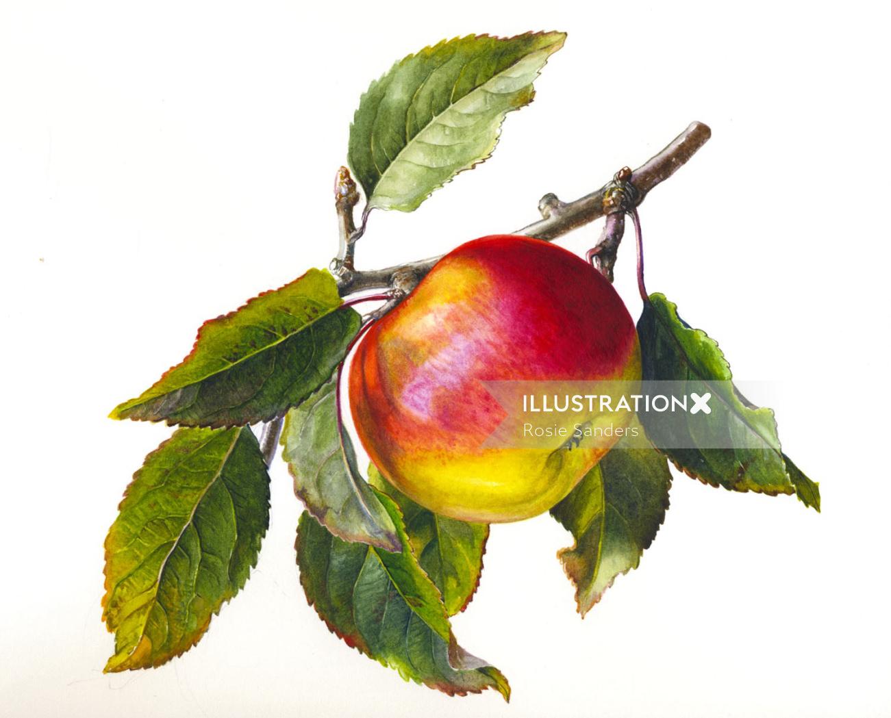 Ilustración de manzana con hojas de Rosie Sanders