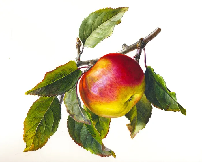 Apple with leaves illustration by Rosie Sanders