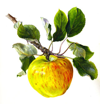 Ilustração da maçã por Rosie Sanders