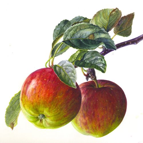 Apples illustration by Rosie Sanders