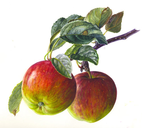 Ilustração de maçãs por Rosie Sanders