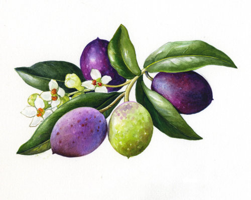 Ilustração de frutas por Rosie Sanders