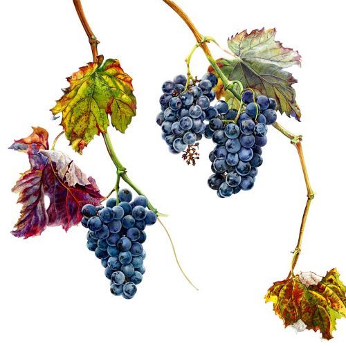 Portuguese wine grape - An illustration by Rosie Sanders