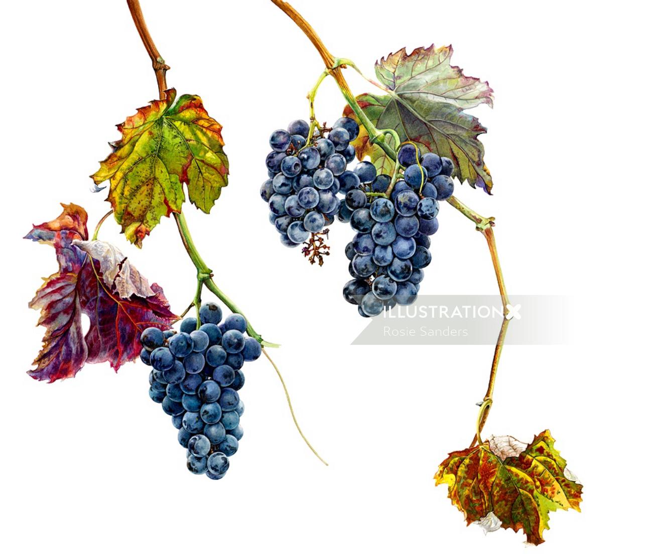Vin de raisin portugais - une illustration de Rosie Sanders