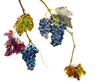 Portuguese wine grape - An illustration by Rosie Sanders