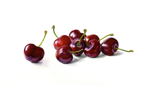 Cherries illustration by Rosie Sanders