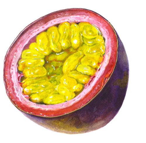 Fruit illustration by Rosie Sanders
