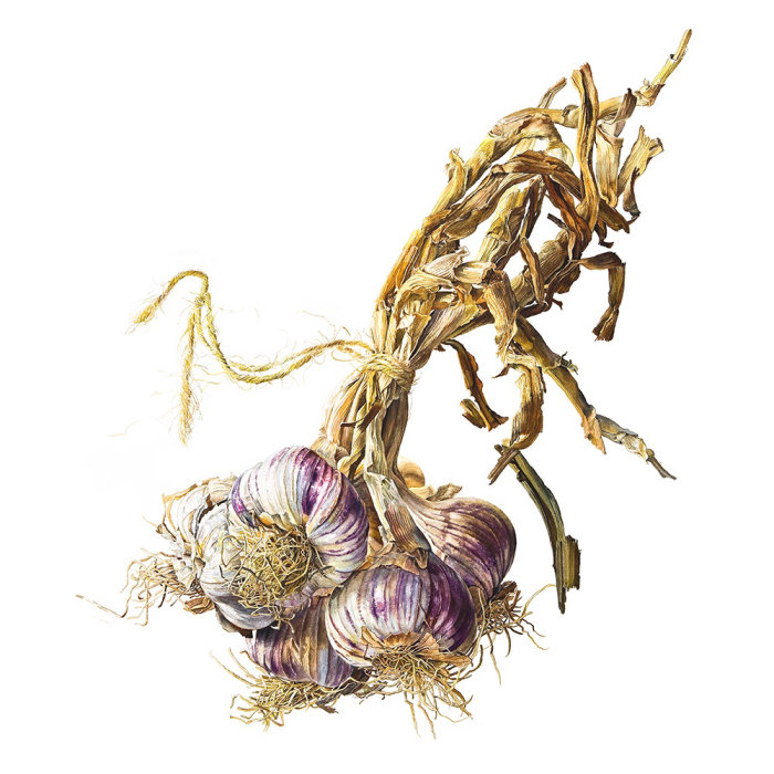 Garlic illustration by Rosie Sanders