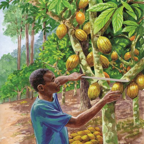 Editorial illustration of the cacao plant