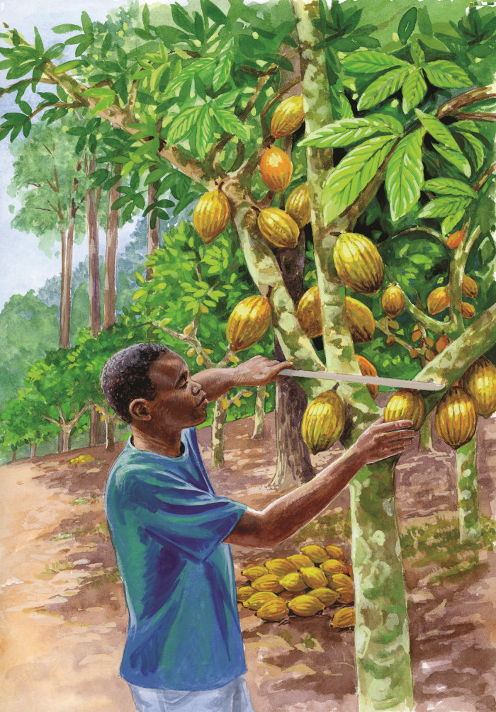 Ilustración editorial de la planta de cacao.