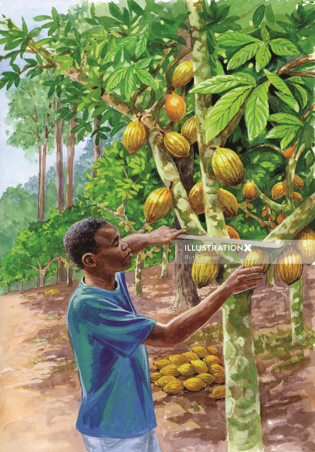 Homem cortando frutas da pintura de árvore