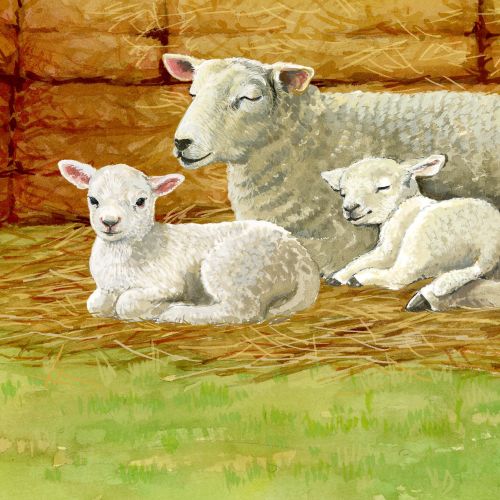 Sheep and two lambs resting on hay inside barn by Ruth Palmer