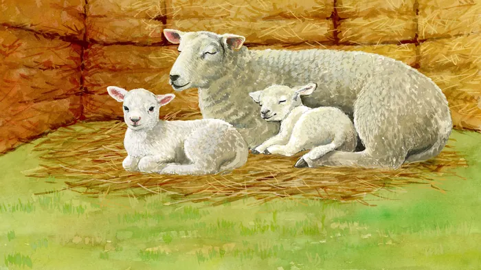 Sheep and two lambs resting on hay inside barn by Ruth Palmer