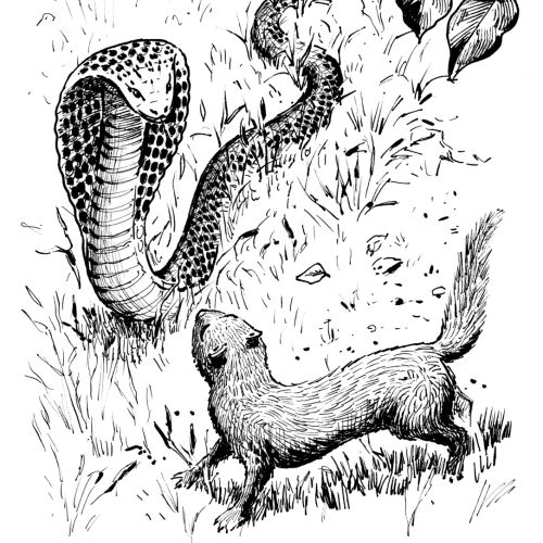 Ink drawing of mongoose facing cobra under tree by Ruth Palmer