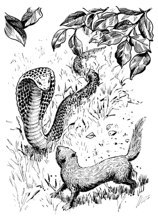 Ink drawing of mongoose facing cobra under tree by Ruth Palmer