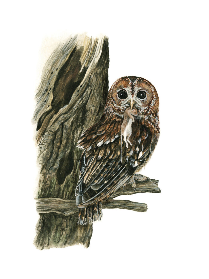 Tawny Owl Bird Fotorrealista