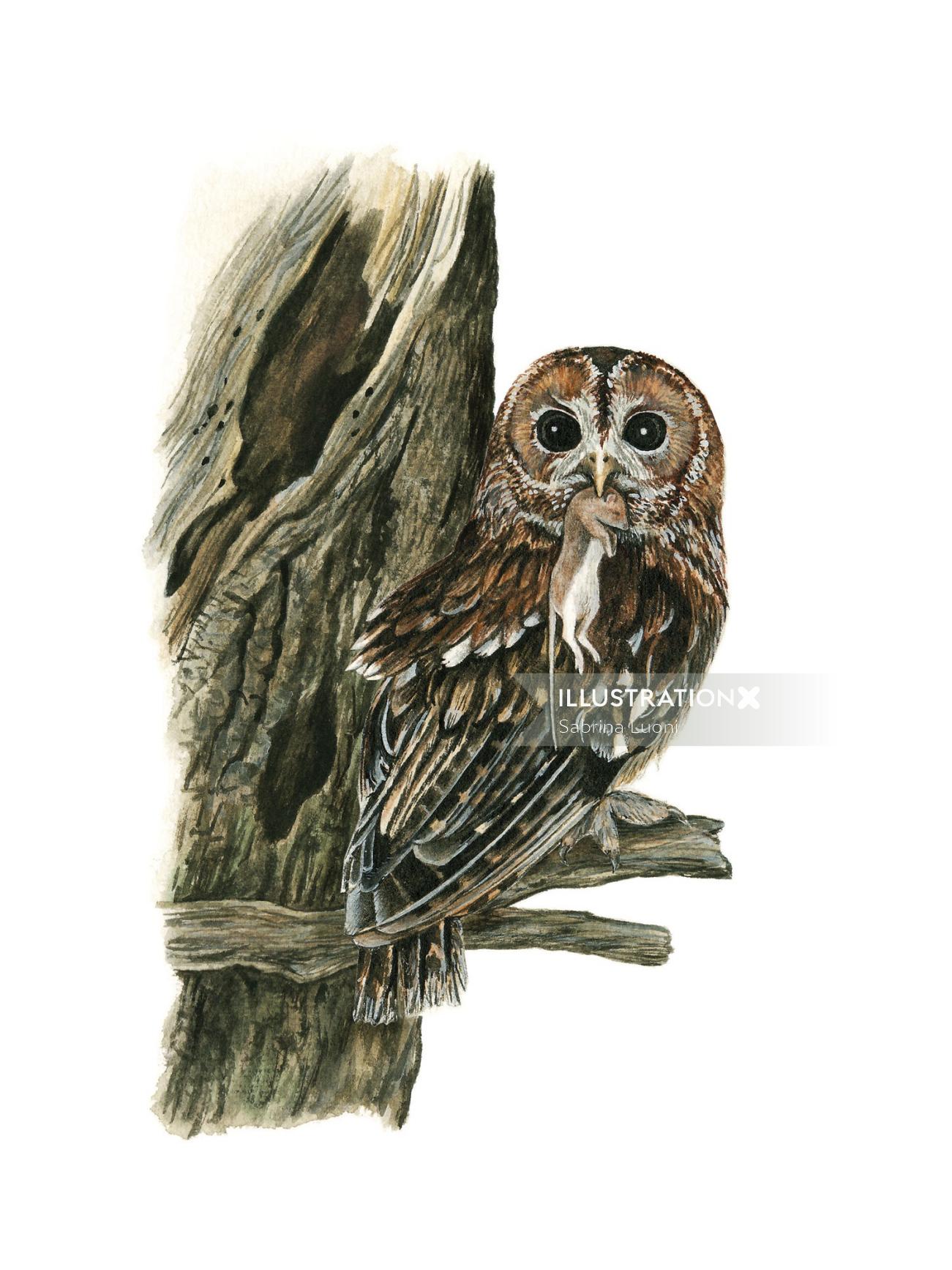 Tawny Owl Bird Photorealistic