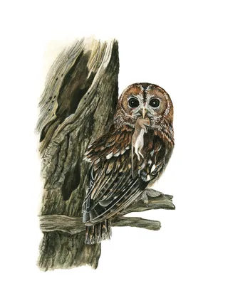 Tawny Owl Bird Photorealistic