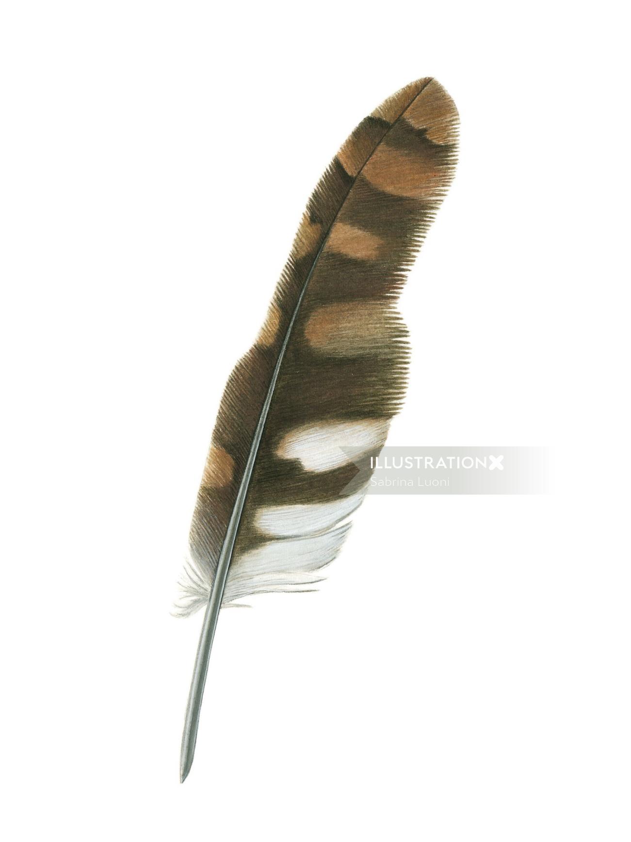 Plume d&#39;oiseau chouette hulotte