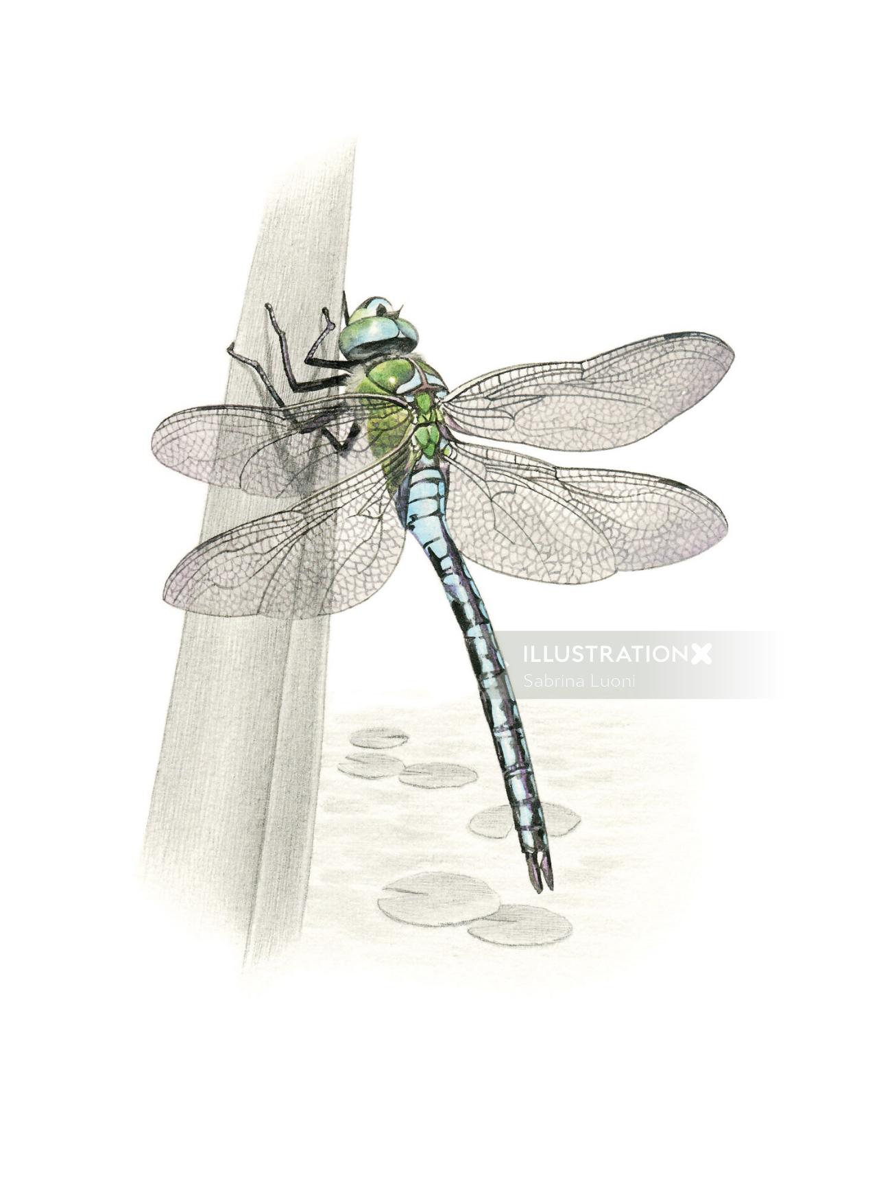 Pencil made art of Emperor Dragonfly