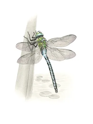 Pencil made art of Emperor Dragonfly