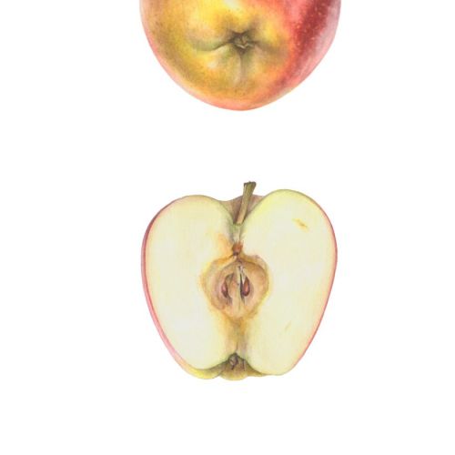 Ambrosia's apple with different views and dissection