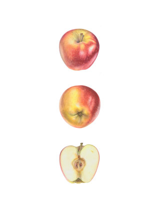 La manzana de Ambrosia con diferentes vistas y disección.