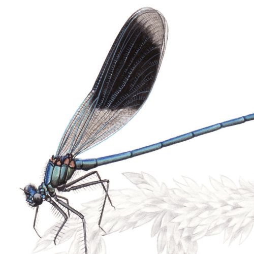 Painting of a Banded Demoiselle insect