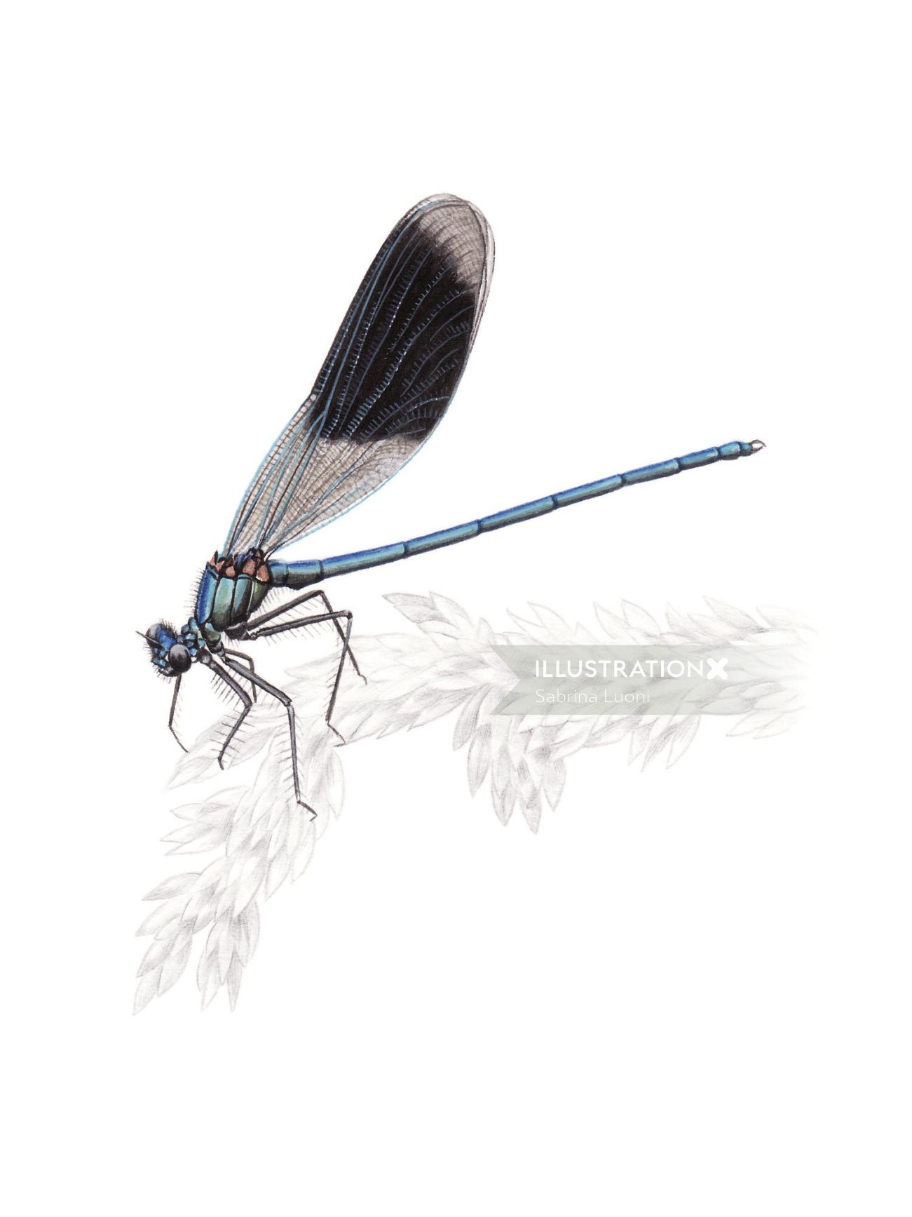 Pintura de un insecto Demoiselle con bandas