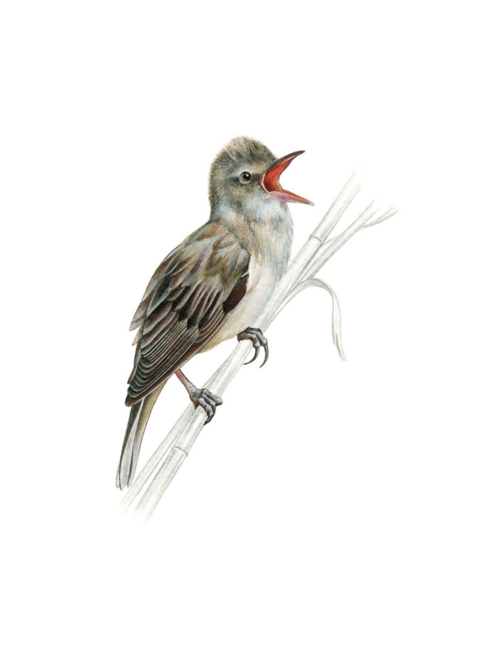 Great Reed Warbler Bird realistic art
