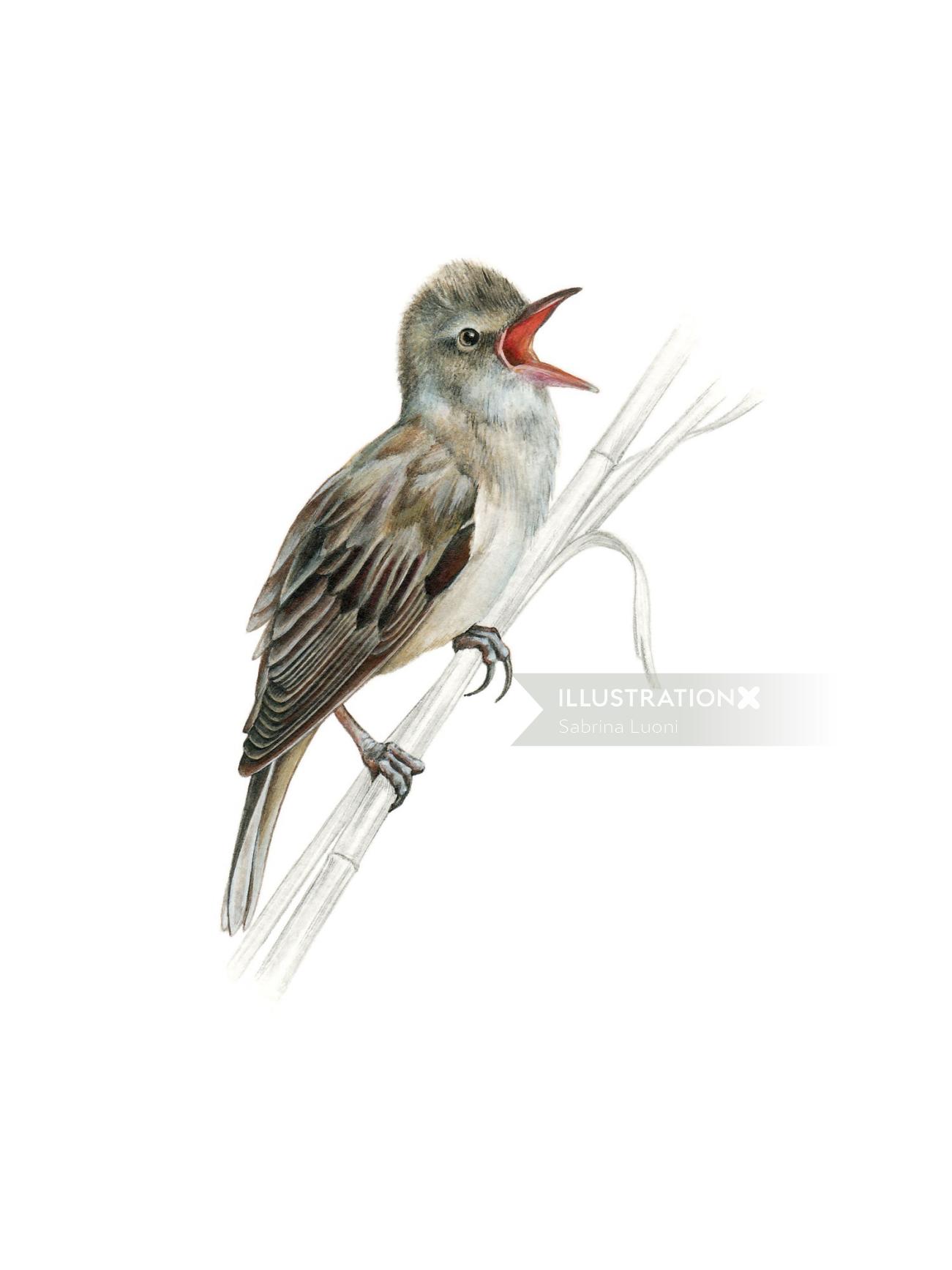 Great Reed Warbler Bird realistic art