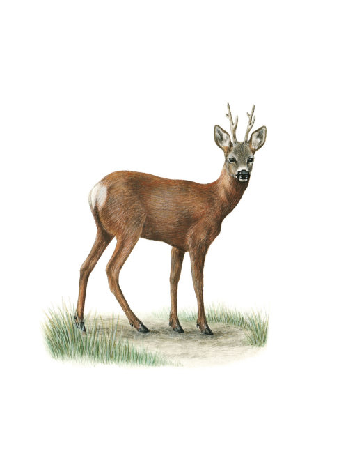 Ilustração Animal Roe Deer por Sabrina Luoni