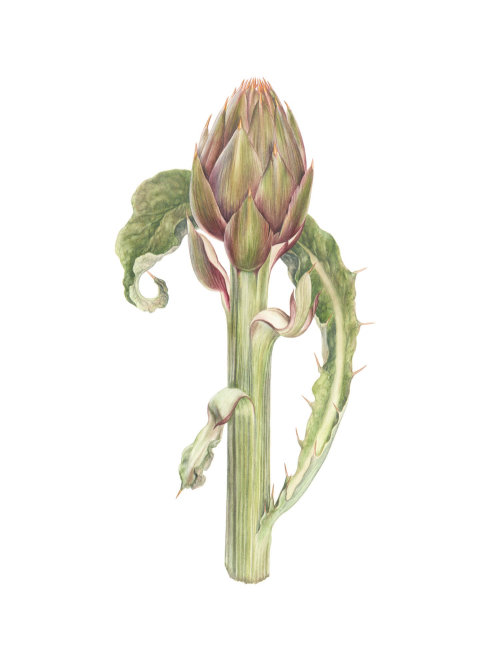 Digital painting of a Albenga Spined Artichoke 