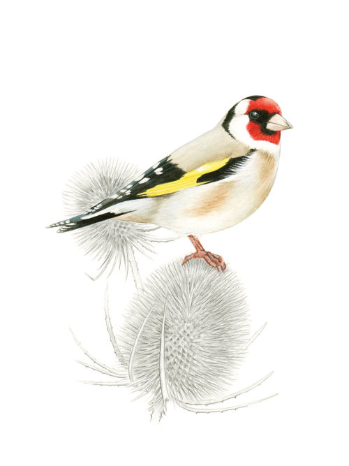 Watercolor painting of a Goldfinch Bird 