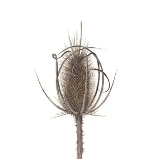 Teasel plant nature illustration