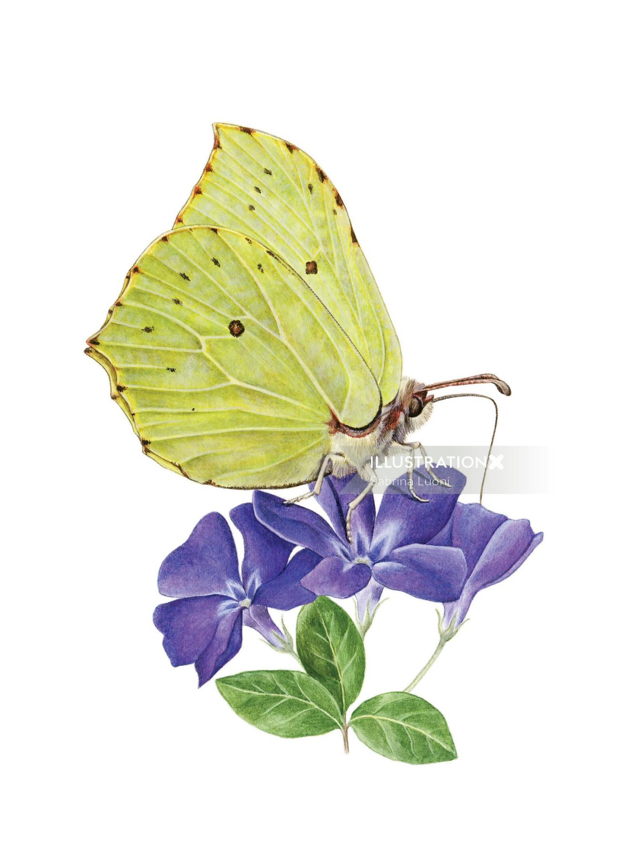 Arte fotorrealista de mariposa de azufre