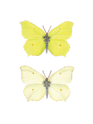 Arte naturalista de la mariposa azufre, dimorfismo.